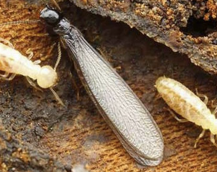 Perlindungan Efektif untuk Bangunan dari Serangan Rayap