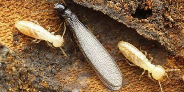 Perlindungan Efektif untuk Bangunan dari Serangan Rayap