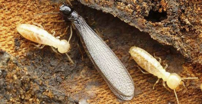 Perlindungan Efektif untuk Bangunan dari Serangan Rayap